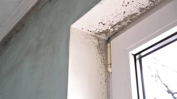 Best Asbestos and Lead Testing During Mold Inspection  in Tucson Estates, AZ