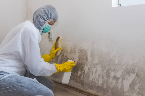 Biohazard Mold Removal in Tucson Estates, AZ