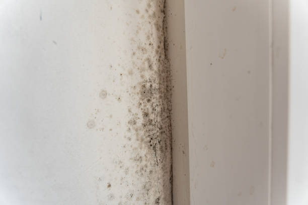 Trusted Tucson Estates, AZ Mold Removal Experts