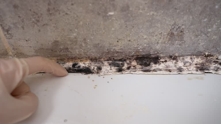 Best Comprehensive Air Testing for Mold Contaminants  in Tucson Estates, AZ